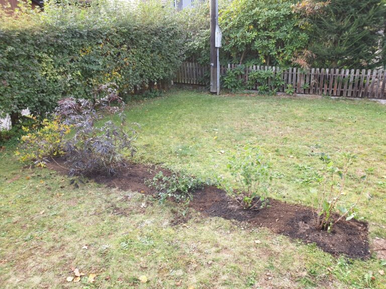 Vogelhecke mit Liguster, Holunder, Hundsrose, Stachelbeere und Johannisbeere Stand Herbst 2021